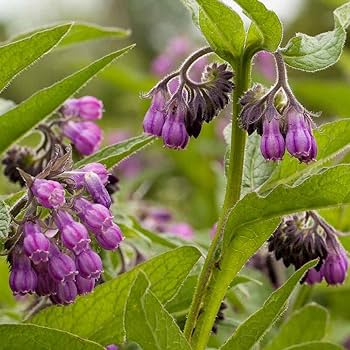 Lilla Symphytum blomsterfrø til plantning - 100 stk