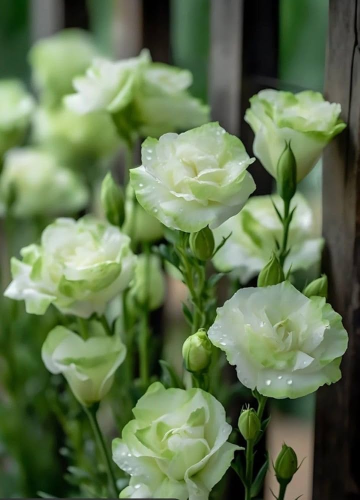 Green Eustoma Lisianthus Flower Seeds for Planting – Heirloom, Non-GMO, High Germination Organic Garden Seeds