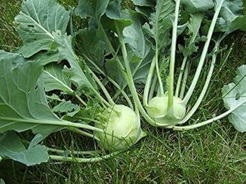 Vegetable Seeds, Seeds for Planting, Plant Seeds