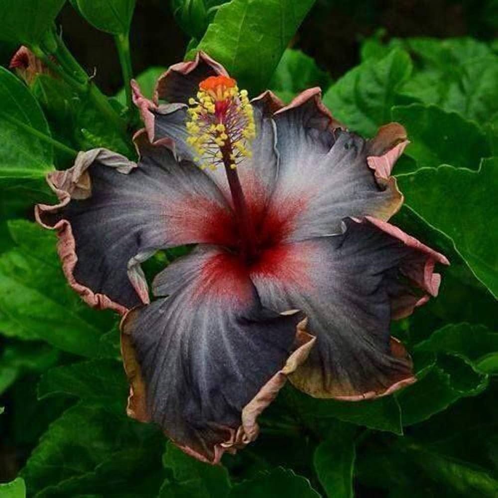 purple hibiscus flower seeds