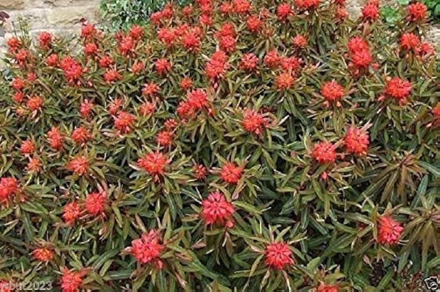 Red Euphorbia Griffithii Flower Seeds for Planting - 100 pcs