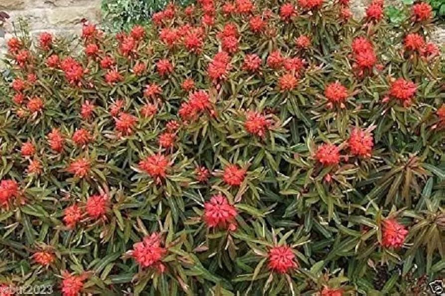 red euphorbia flower seeds