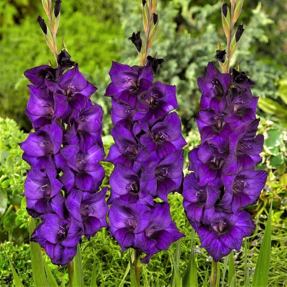 Gladiolus Flower Seeds for Planting Dark Violet White 100 pcs