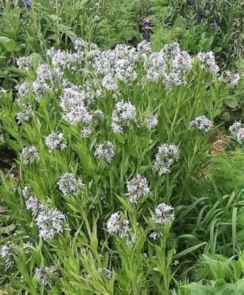 blue star flower seeds