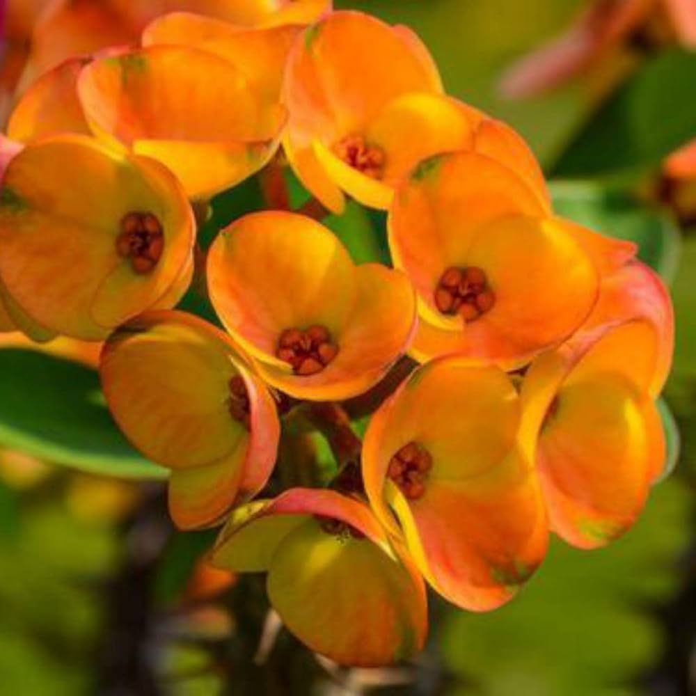 gibraltar for flower seeds