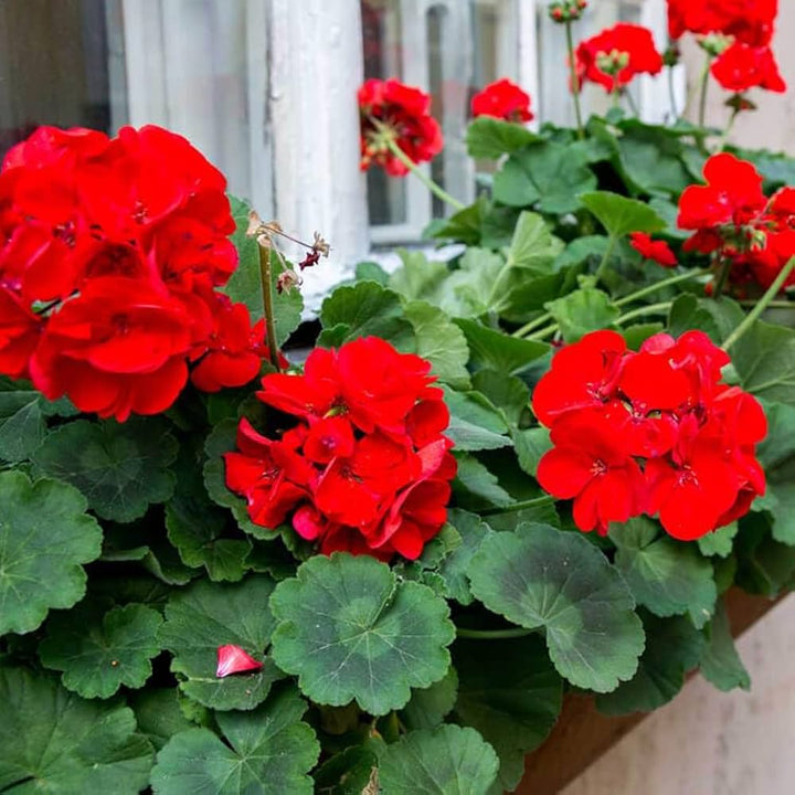Geranium Apple Blossom Flower Seeds for Planting Red - Heirloom, Non-GMO, High Germination Organic Garden Seeds