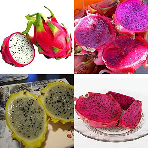 Mixed Pitaya Fruit Seeds for Planting - Unique & Super Sweet Pitaya Variety