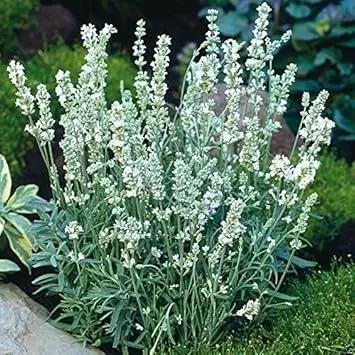 white ellagance flower seeds
