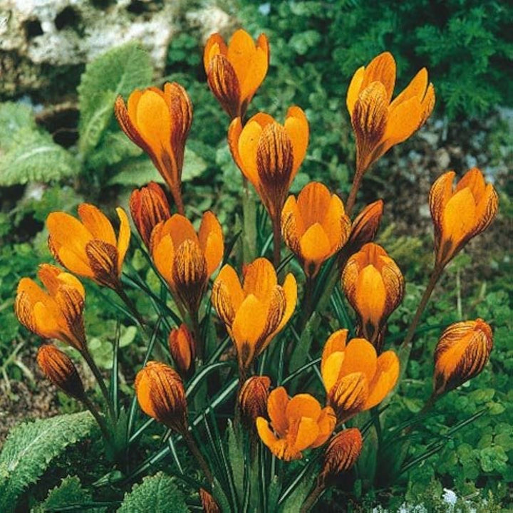 Orange Crocus Flower Seeds – Heirloom Non-GMO Bulb Seeds for Planting