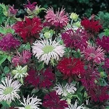 mixed monarda flower seeds