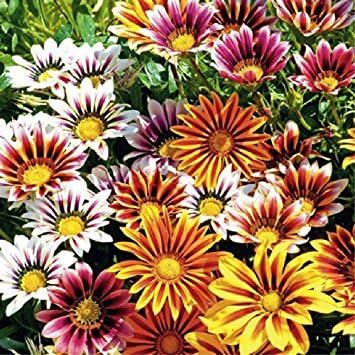 Flower Seeds, Seeds for Planting, Plant Seeds