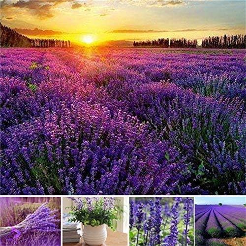 Provence Lavender Flower Seeds for Planting Mixed Color 100 pcs