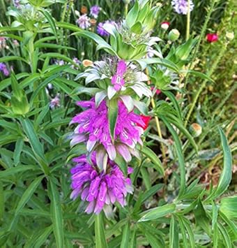 Flower Seeds, Seeds for Planting, Plant Seeds