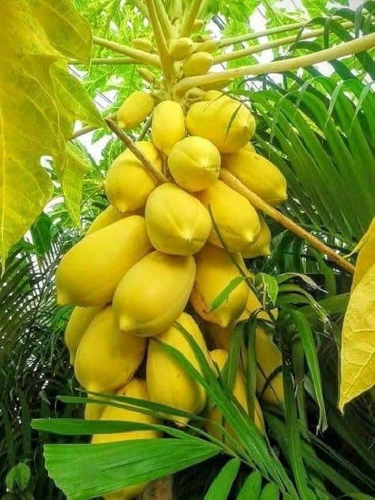 Light  Yellow Papaya Fruit Seeds for Planting- Sweet Yellow Papayas for Tropical Gardens