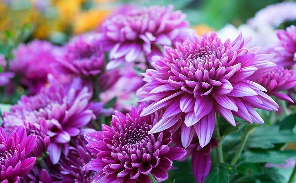 chrysanthemum chrysanthemum flower seeds