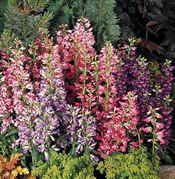 mixed penstemon flower seeds