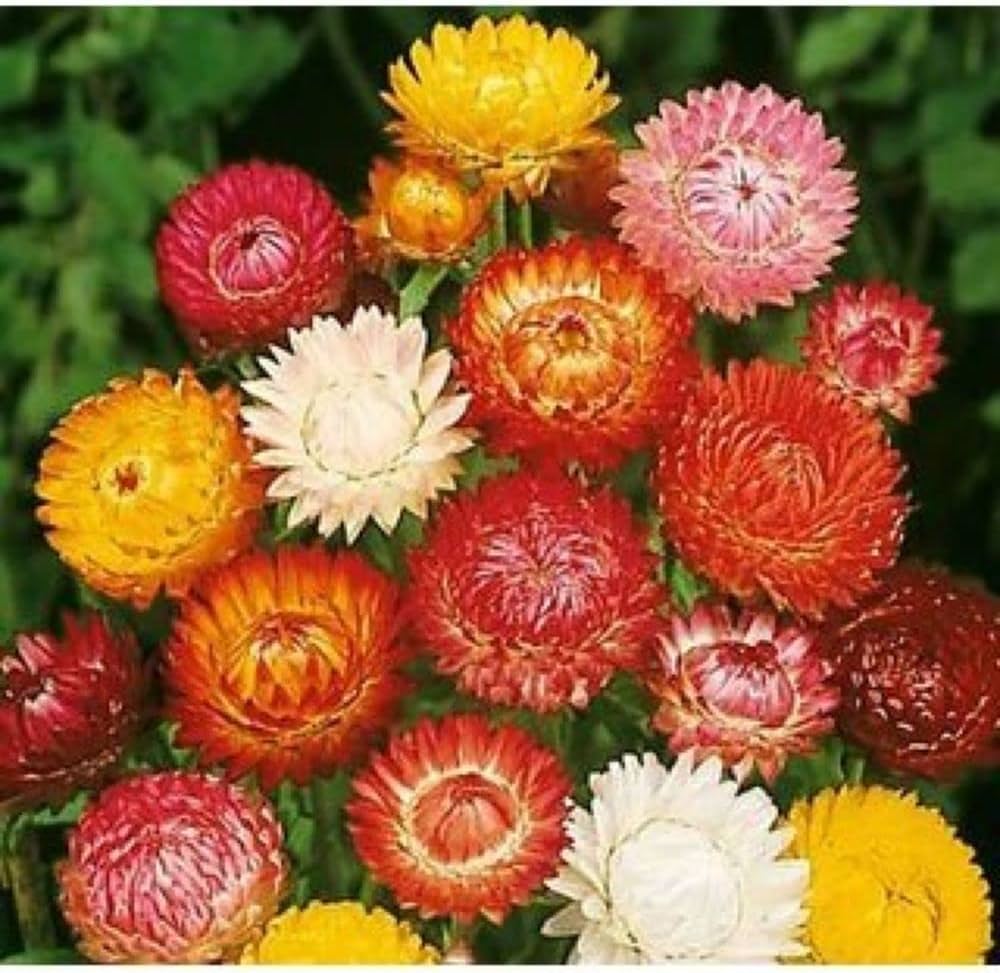 Mixed Helichrysum Flower Seeds for Planting - 100 pcs