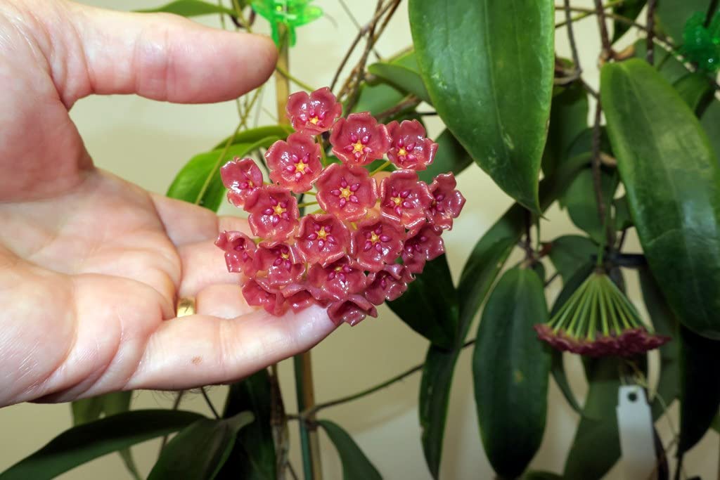 Burgundy Hoya Flower Seeds 100 pcs