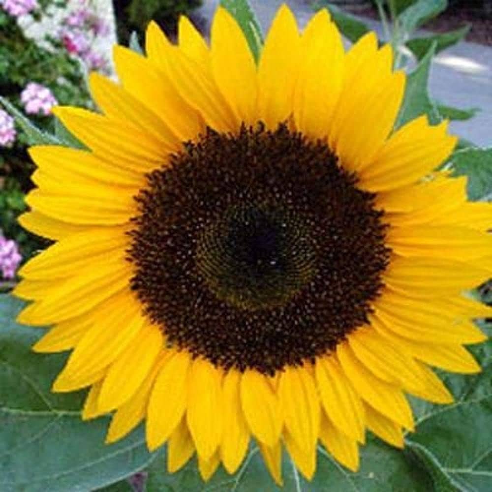 giant martini flower seeds