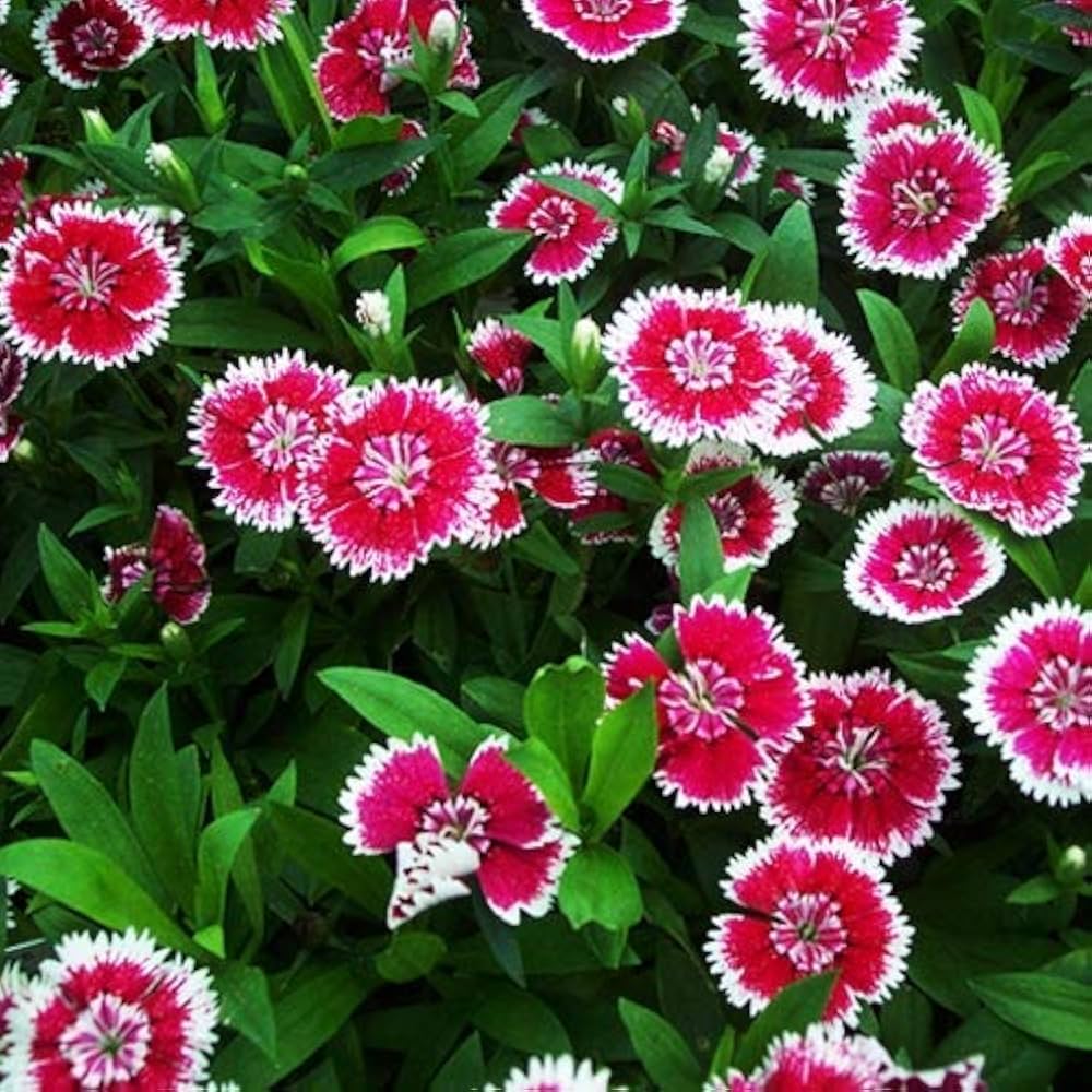 sweet william flower seeds