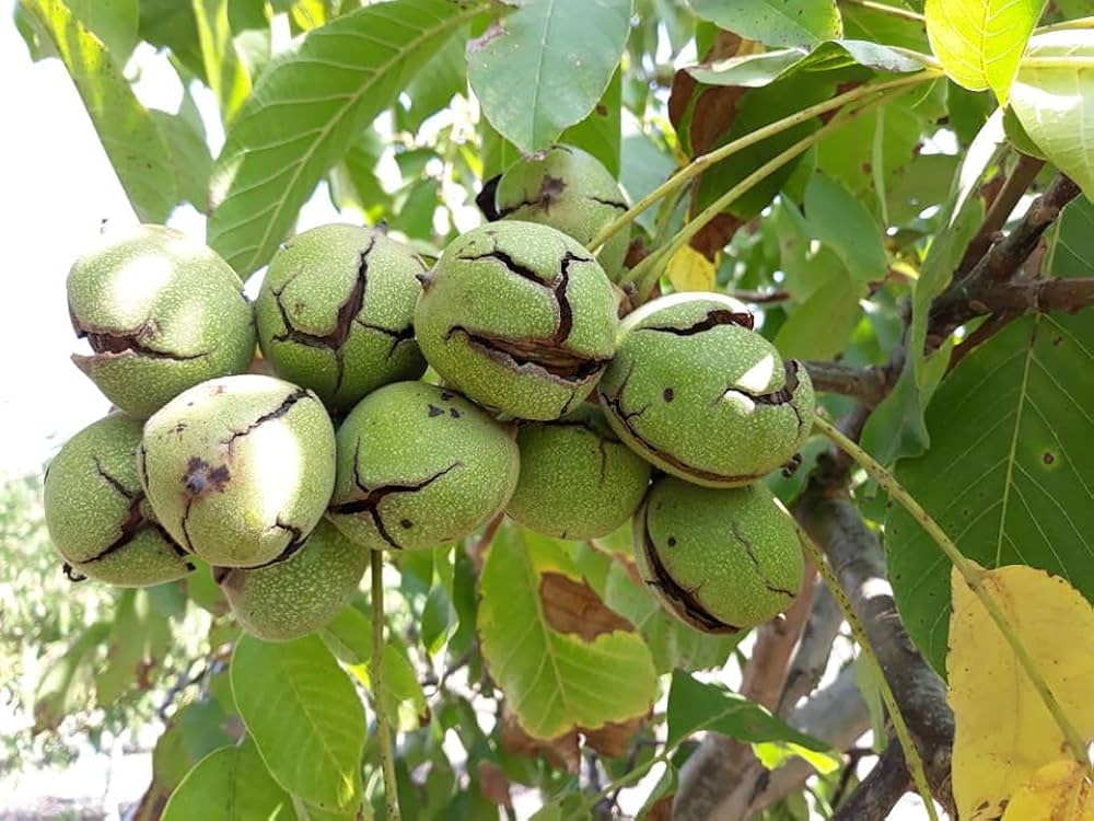 juglans regia flower seeds