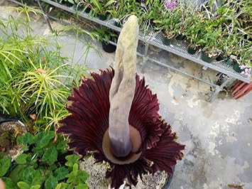 smelliest flower flower seeds