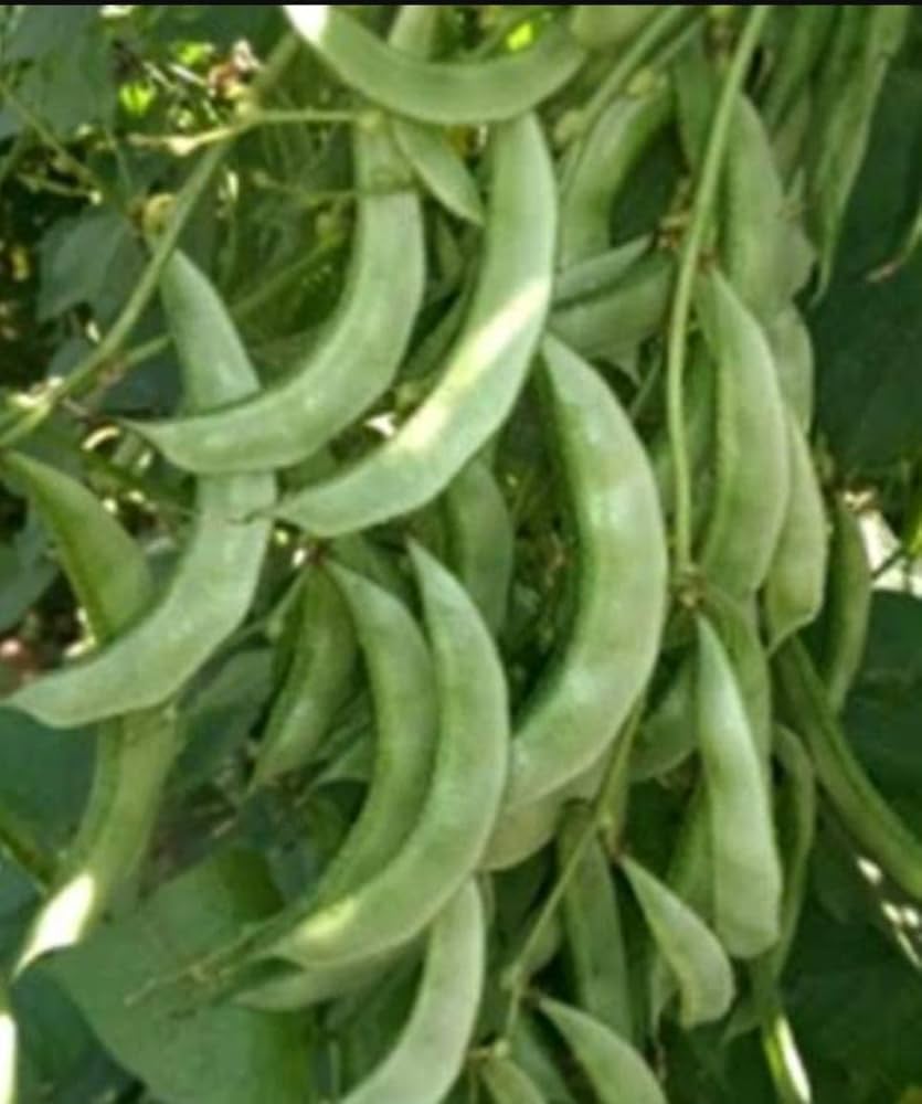 hyacinth bean flower seeds