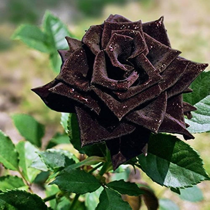 Sort Blå Rose Blomsterfrø til Plantning 100 stk