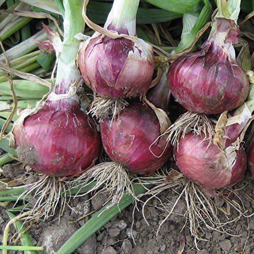 Onion Red Creole Seeds – Heirloom, Fast-Growing, High-Yielding Red Onion Variety