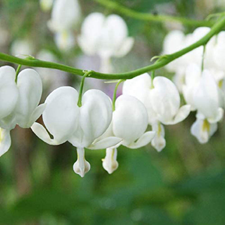 Hvide hjerte blomsterfrø til plantning - 100 stk