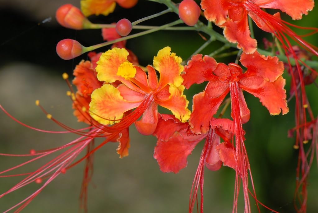 Flower Seeds, Seeds for Planting, Plant Seeds