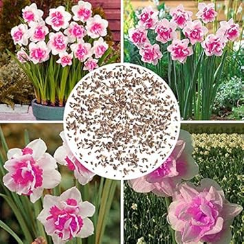 Flower Seeds, Seeds for Planting, Plant Seeds