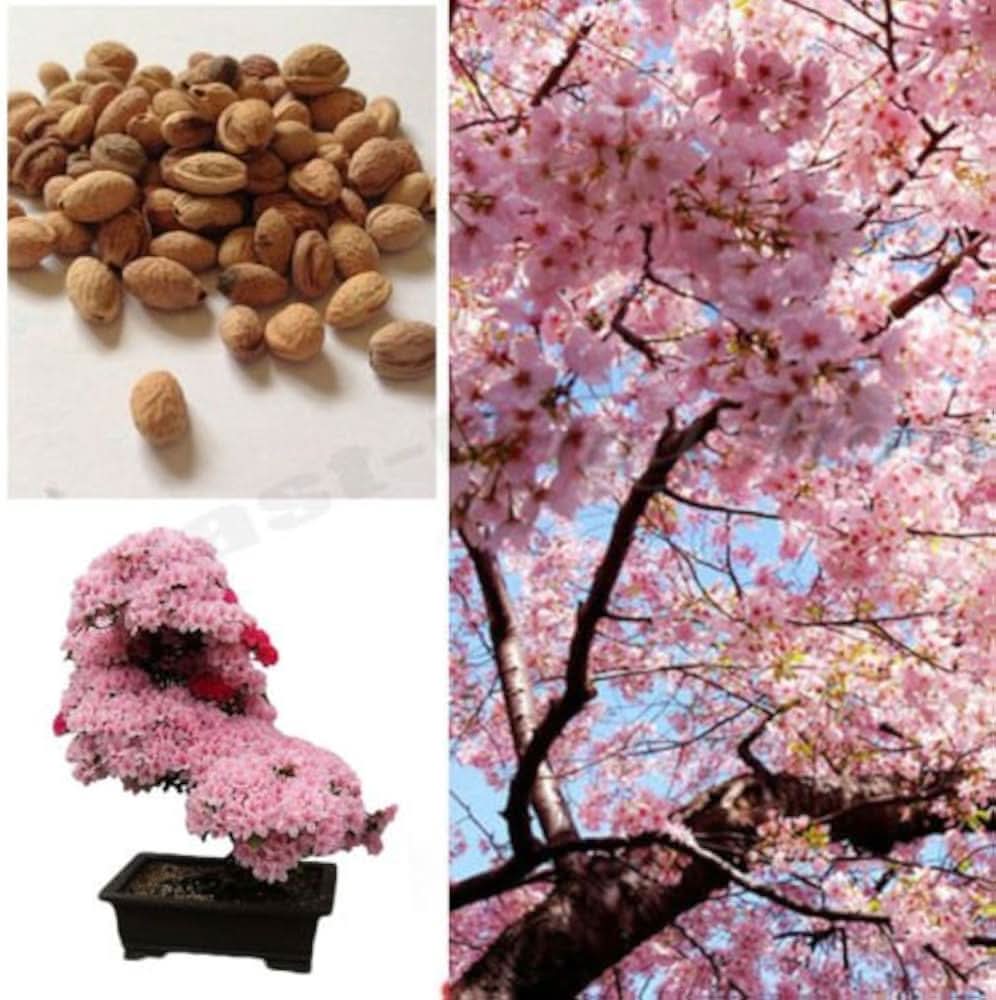 japanese cherry flower seeds