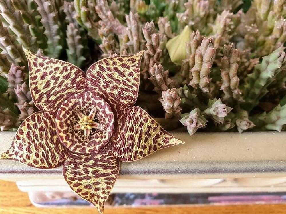 carrion flower flower seeds