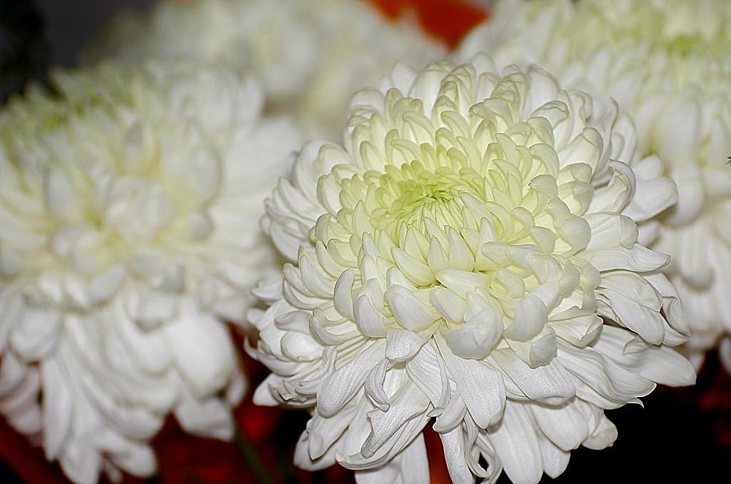 Flower Seeds, Seeds for Planting, Plant Seeds