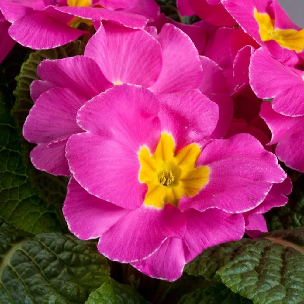 Purple Yellow Primula Malacoides Flower Seeds - 100 pcs