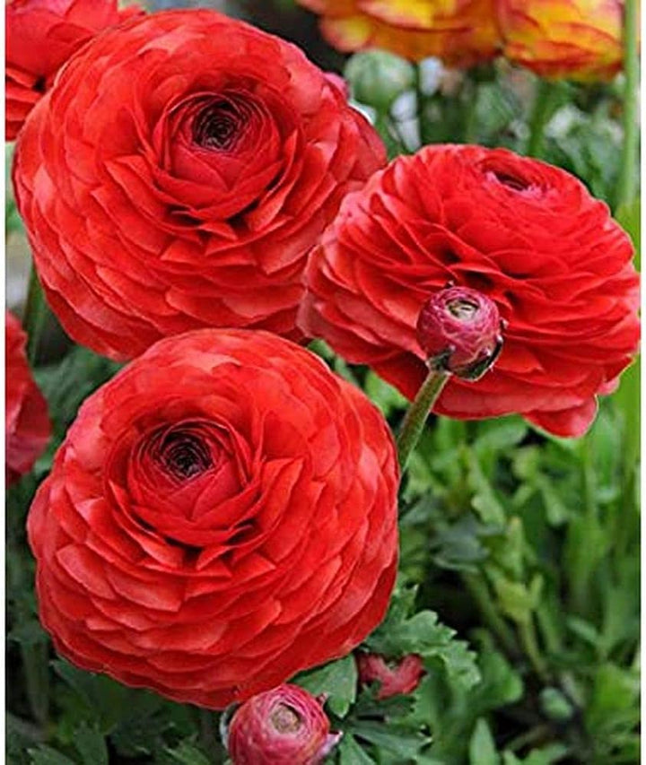 Flower Seeds, Seeds for Planting, Plant Seeds