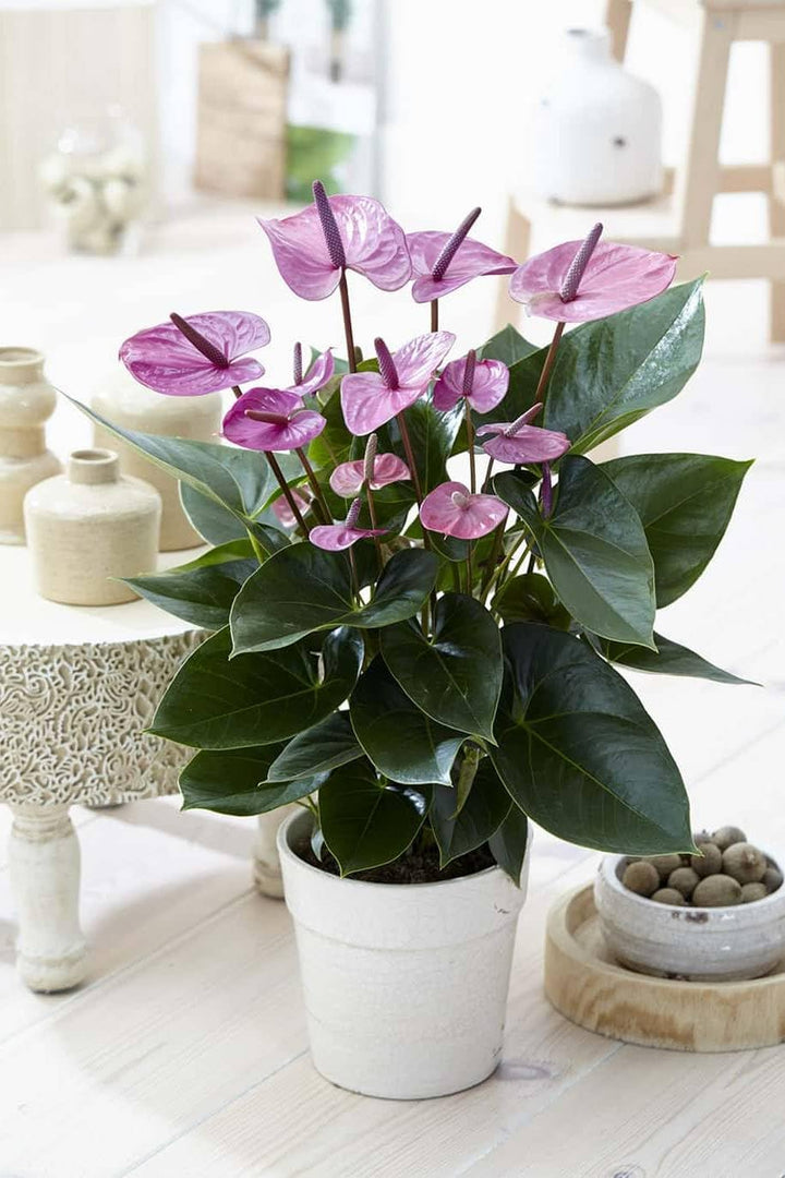 Violet Anthurium Flower Seeds for Planting – Heirloom Non-GMO Garden Seeds