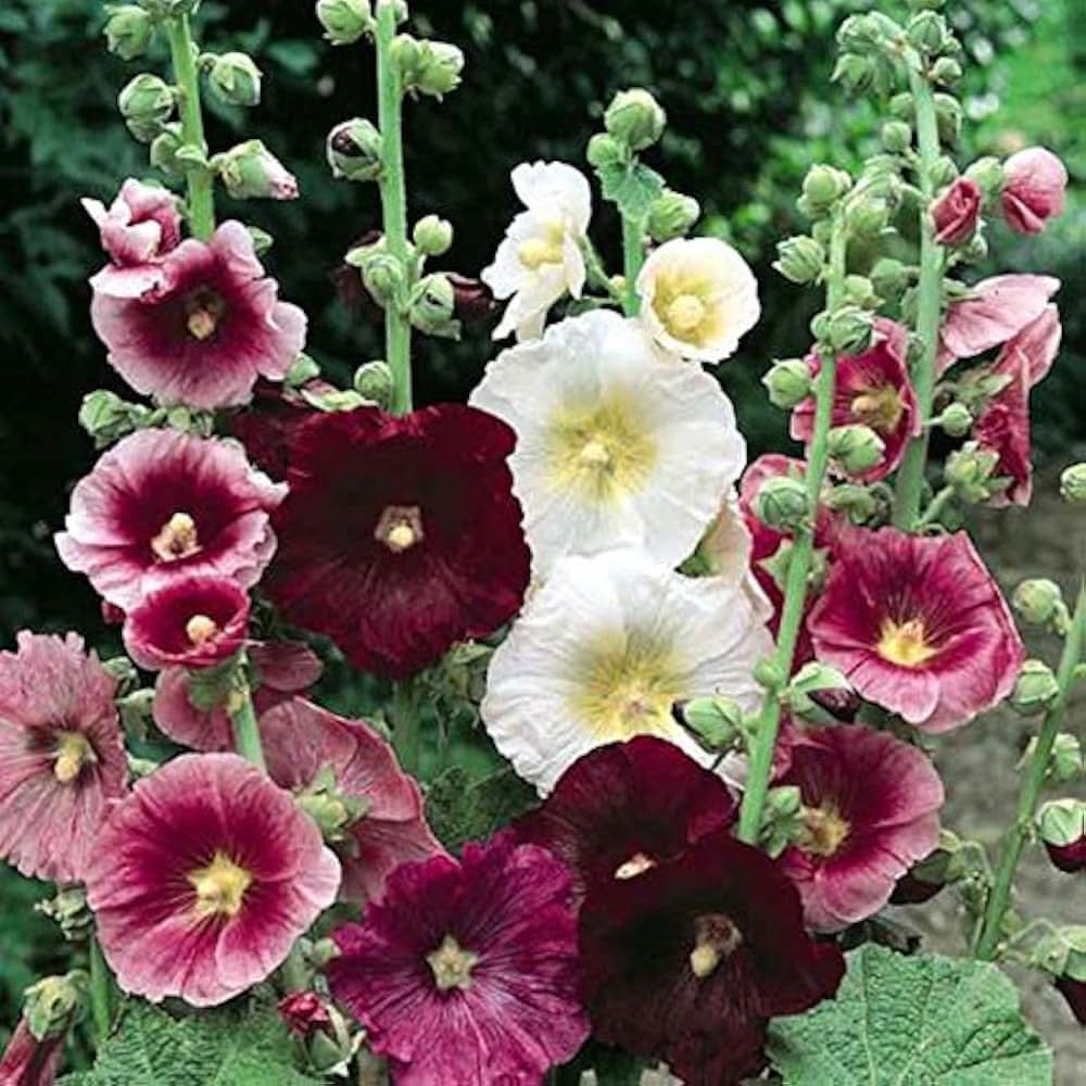 red hollyhock flower seeds