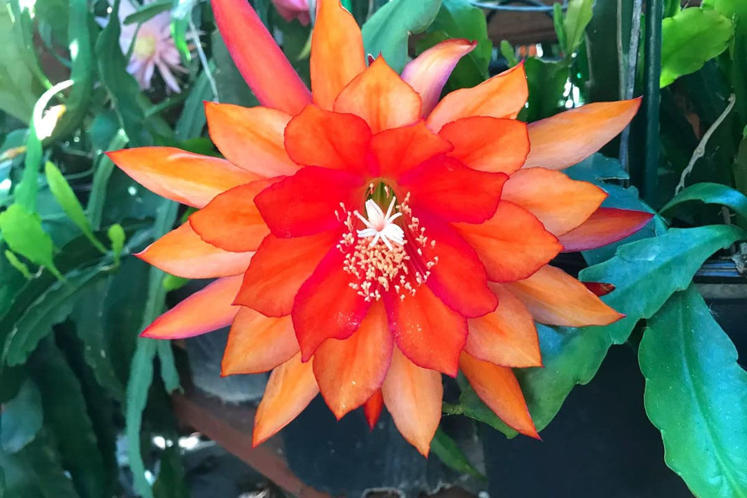 Orange Epiphyllum Oxypetalum Flower Seeds – Heirloom Non-GMO High Germination Organic Garden Seeds for Planting