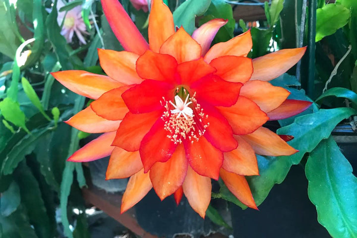 Orange Epiphyllum Oxypetalum Flower Seeds – Heirloom Non-GMO High Germination Organic Garden Seeds for Planting