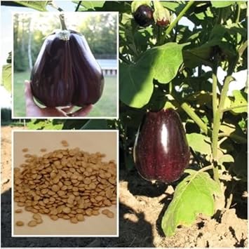 Vegetable Seeds, Seeds for Planting, Plant Seeds