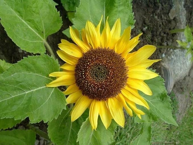 Fresh Sunflower Seeds for Planting, Yellow 100 pcs