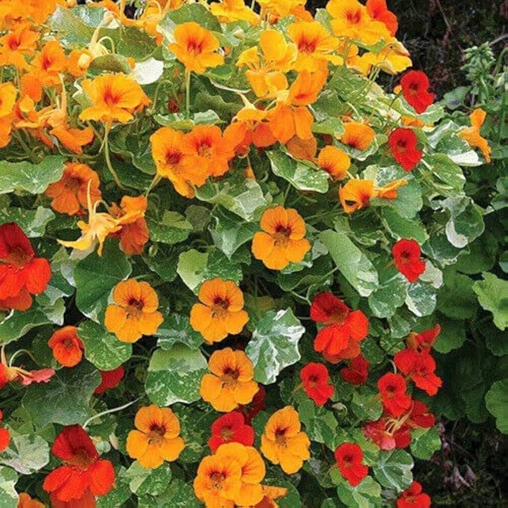 Heirloom Non-GMO Nasturtium Flower Seeds for Planting – Mixed Color Edible Blooms Organic Garden Seeds