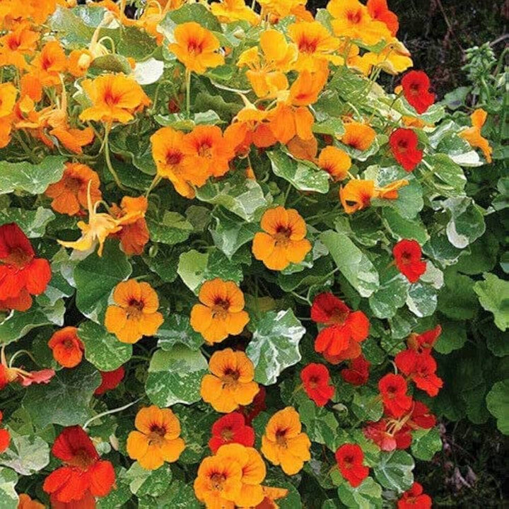 Heirloom Non-GMO Nasturtium Flower Seeds for Planting – Mixed Color Edible Blooms Organic Garden Seeds