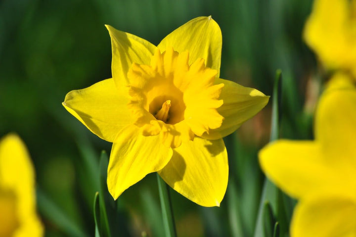 Narzisse blomsterfrø til udplantning - 100 stk