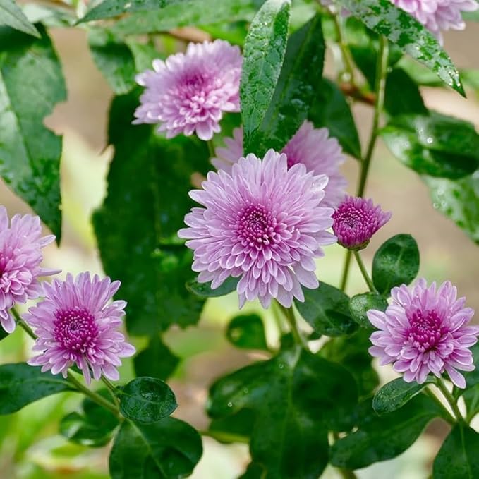 Organic Chrysanthemum Flower Seeds for Planting, Purple Shade – Heirloom, Non-GMO