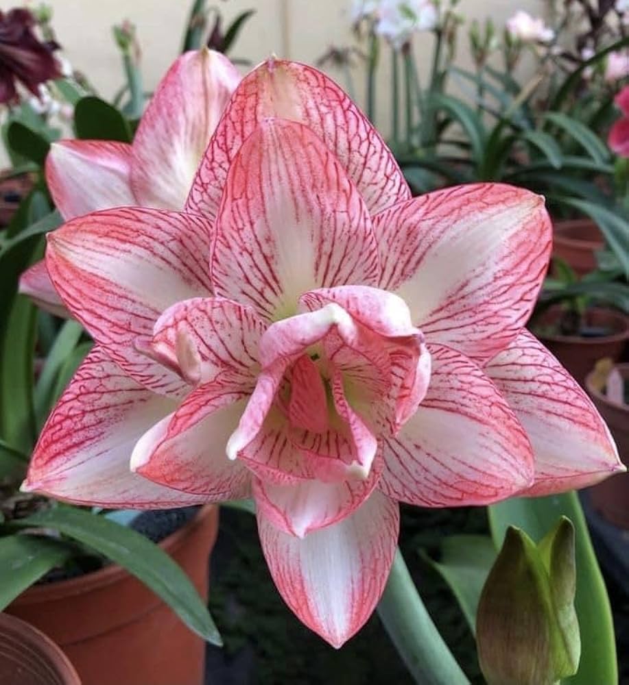 Soft Pink Amaryllis Flower Seeds for Planting 100 pcs