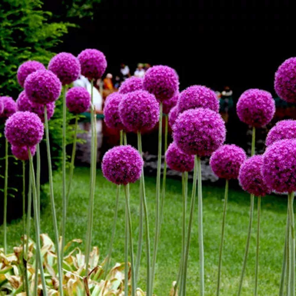 purple giant flower seeds