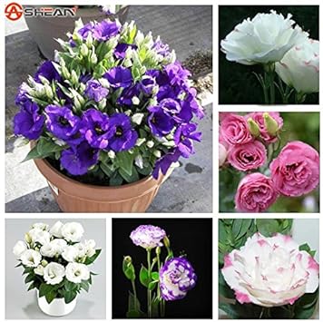 Flower Seeds, Seeds for Planting, Plant Seeds